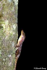 Anolis compressicauda