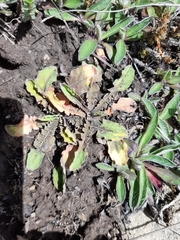 Sonchus novae-zelandiae