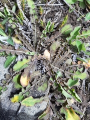 Sonchus novae-zelandiae