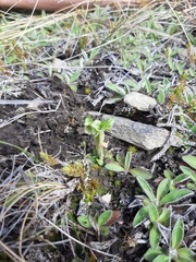 Pterostylis tanypoda