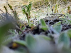 Pterostylis tanypoda
