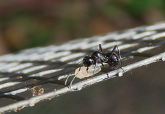 Polyrhachis pilosa
