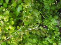 Epilobium rotundifolium