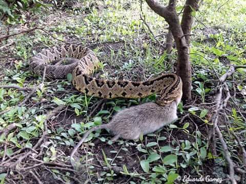 Tehuantepec Isthmus Neotropical Rattlesnake