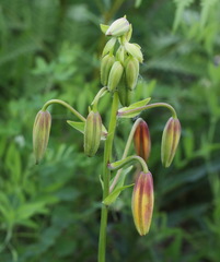 Lilium debile