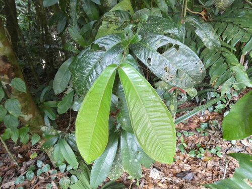 Daintree satinash (Syzygium monospermum)