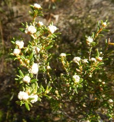 Spyridium eriocephalum