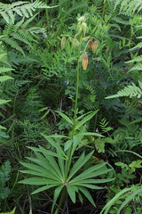 Lilium debile