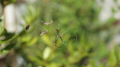 Trichonephila clavata