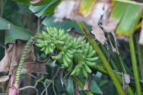 Musa tuberculata