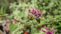 Macroglossinae