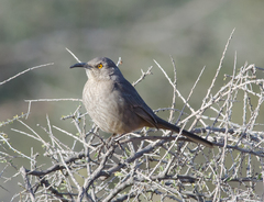 Toxostoma bendirei