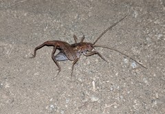 Pristoceuthophilus pacificus