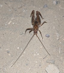 Pristoceuthophilus pacificus