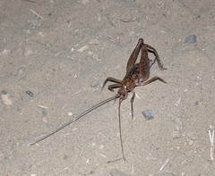 Pristoceuthophilus pacificus