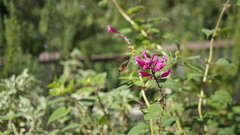 Macroglossinae