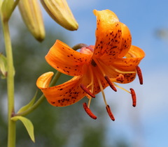 Lilium debile