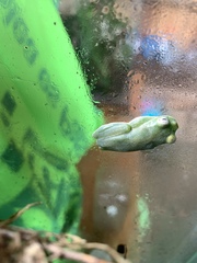 Hyloscirtus phyllognathus