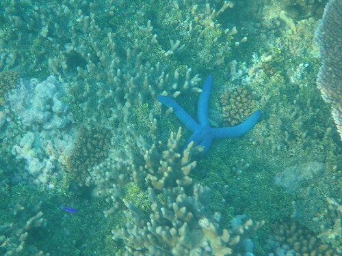 Linckia laevigata observed 2025-08-07