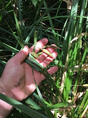 Carex lessoniana