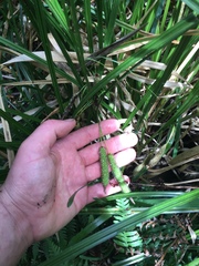 Carex lessoniana