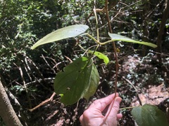 Cayratia acris (Cayratia acris)