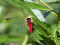 Aethriamanta nymphaeae