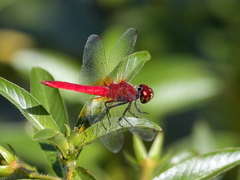 Aethriamanta nymphaeae