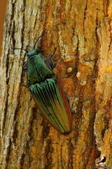 Chalcolepidius eschscholtzi