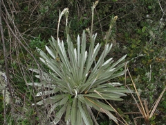 Espeletia argentea