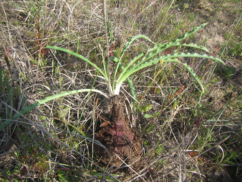Drimia elata