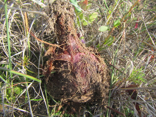 Drimia elata