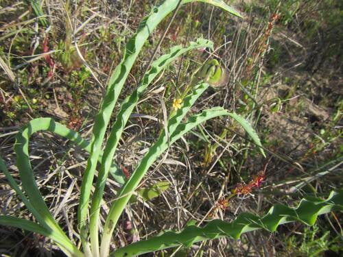 Drimia elata