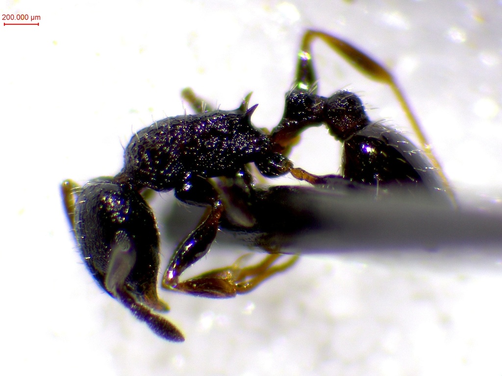 Temnothorax grouvellei