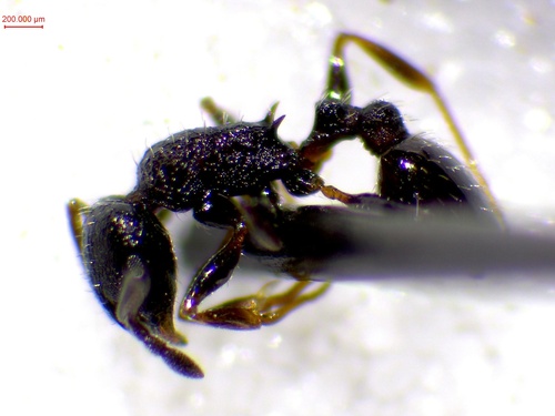Temnothorax grouvellei