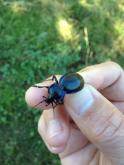 Carabus finitimus