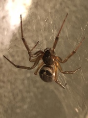 Steatoda nobilis