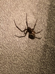 Steatoda nobilis