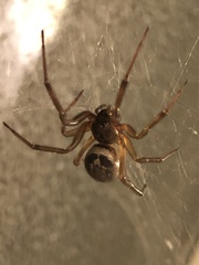 Steatoda nobilis