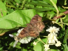 Nisoniades bromias
