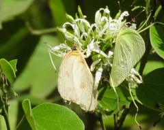 Aphrissa statira statira