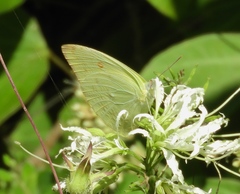 Aphrissa statira statira