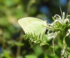 Aphrissa statira statira