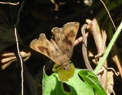 Nisoniades bromias