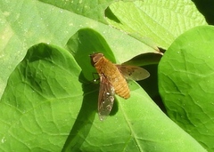 Chrysanthrax edititius