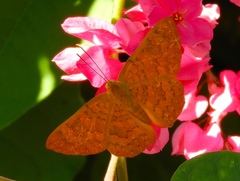Emesis vulpina