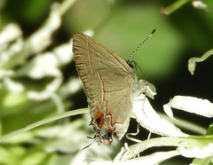 Electrostrymon hugon