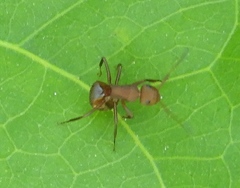 Camponotus rectangularis