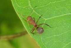 Camponotus rectangularis