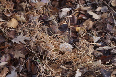 Microstegium vimineum